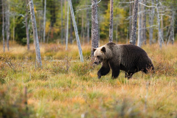 Best Bear Spray: Five Things to Consider