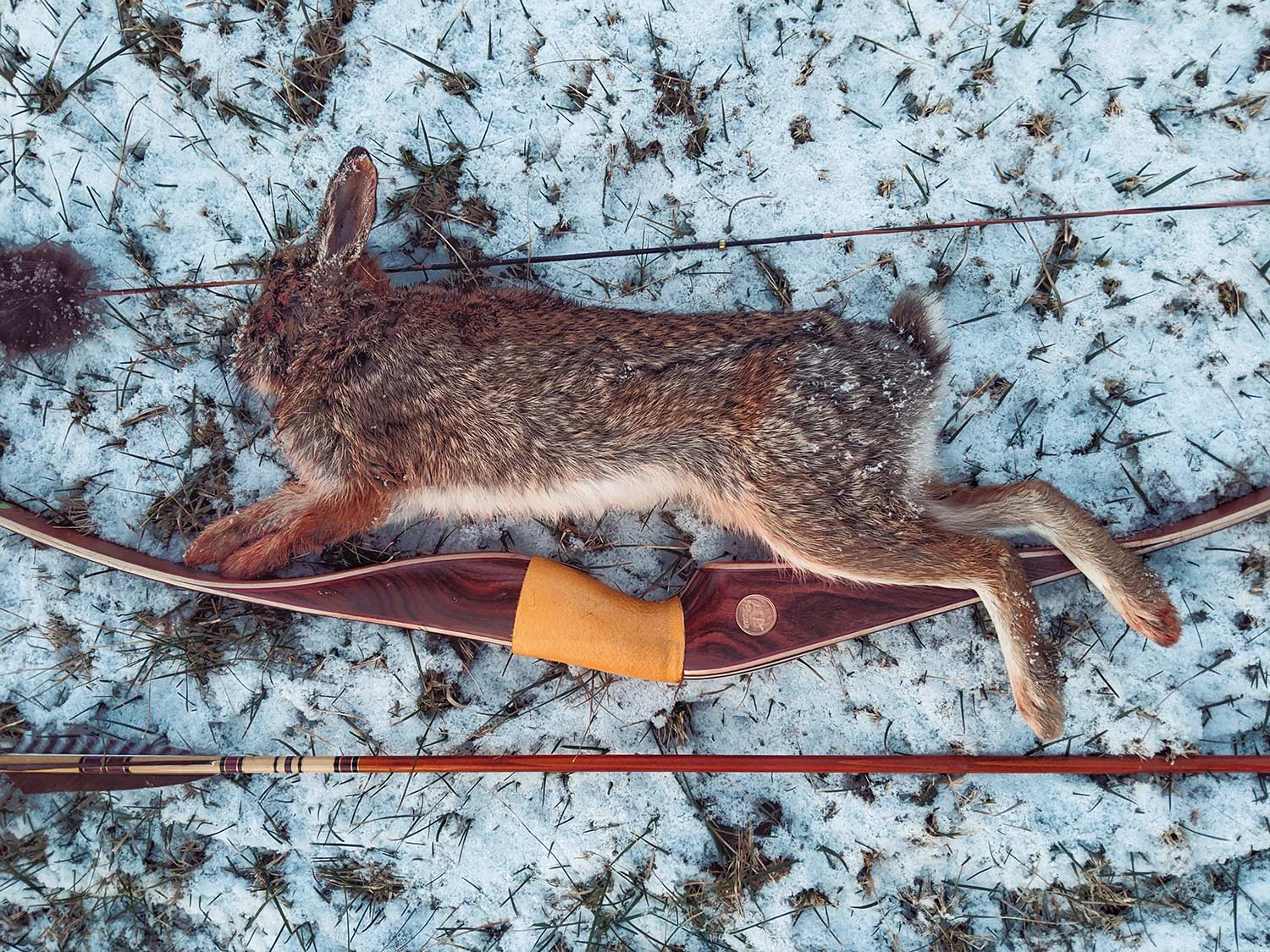 A small rabbit on the snowy ground next to a bow and arrow.