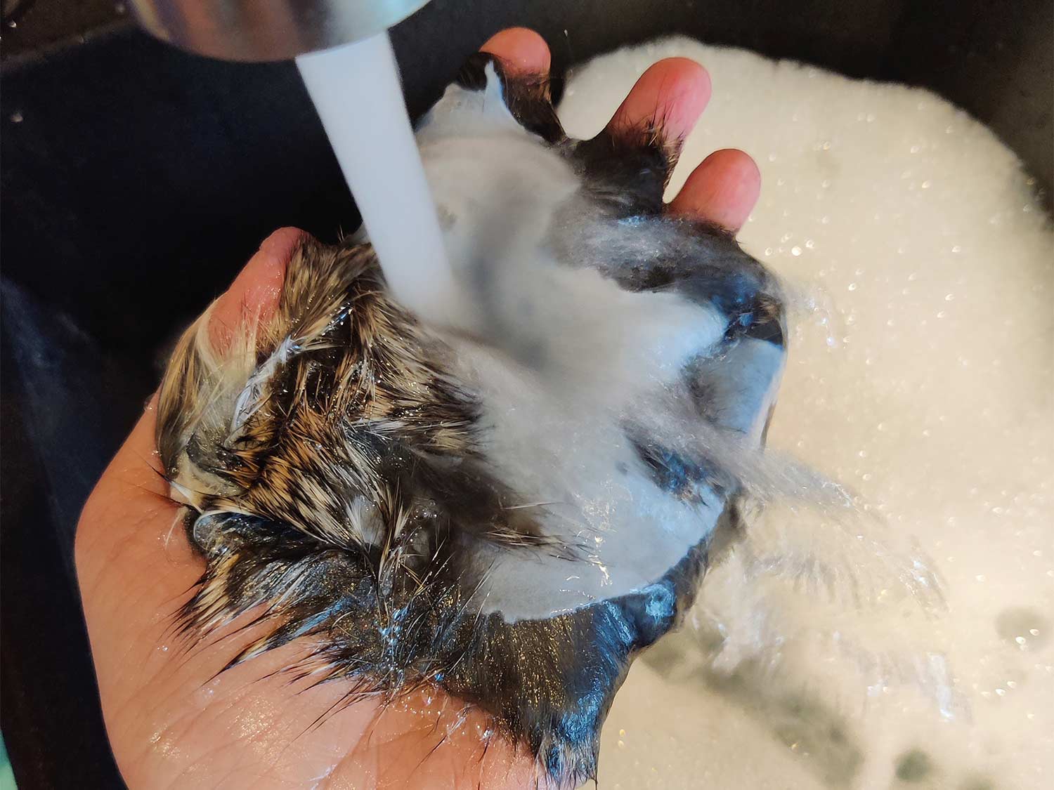 Rinsing off a rabbit hide under a water faucet.