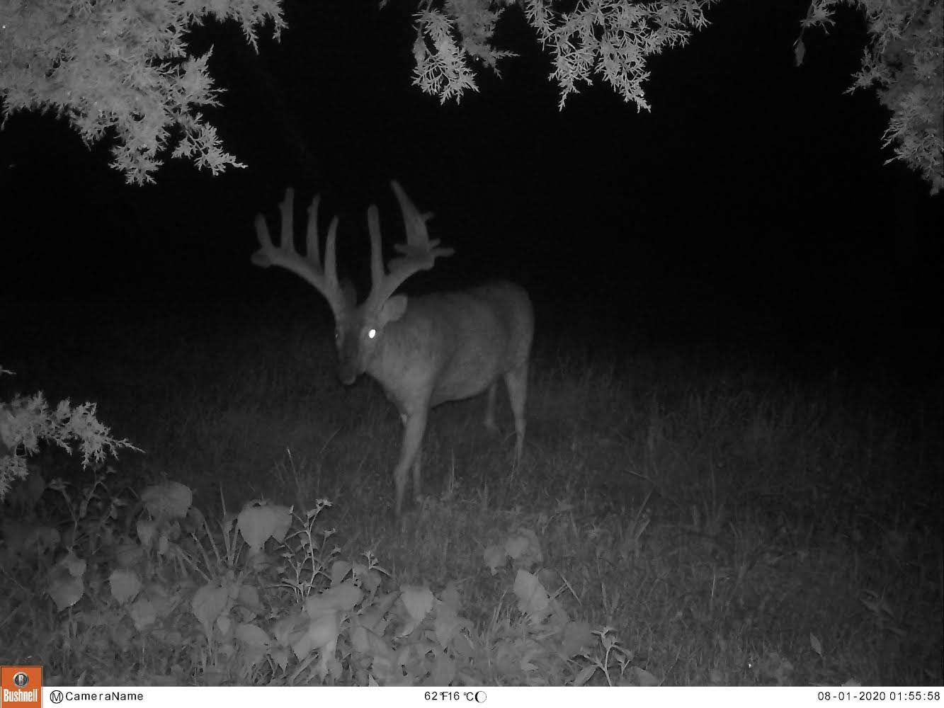 A trail camera photo of a buck at night.