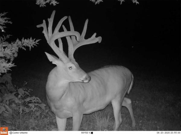 Cracking the Mystery Behind Missouri’s Year of the Giant Buck
