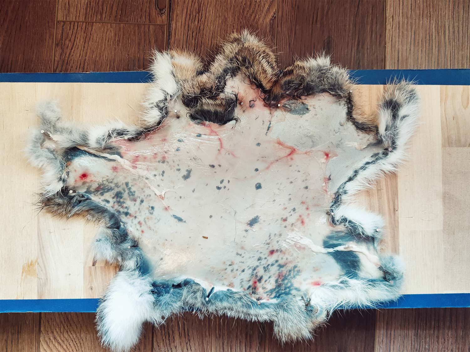 A stretched out rabbit hide pinned to a board.