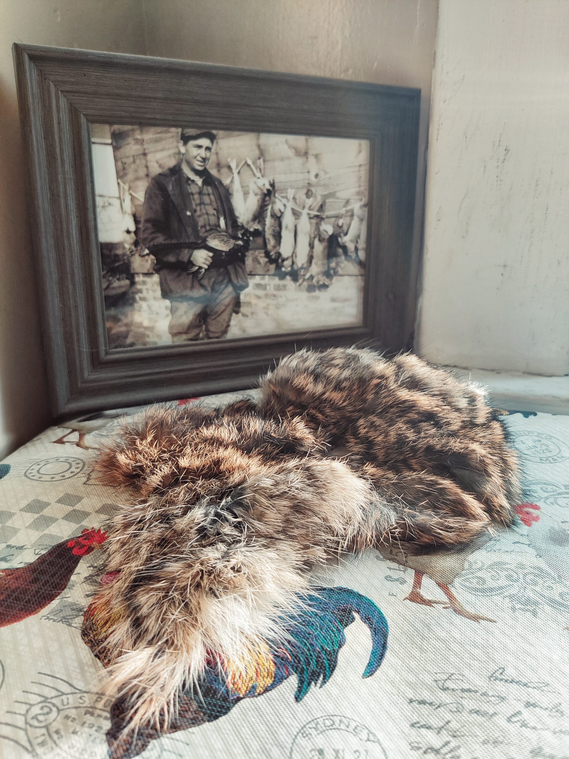 A rabbit hide on a table, in front of an old black and white photograph.