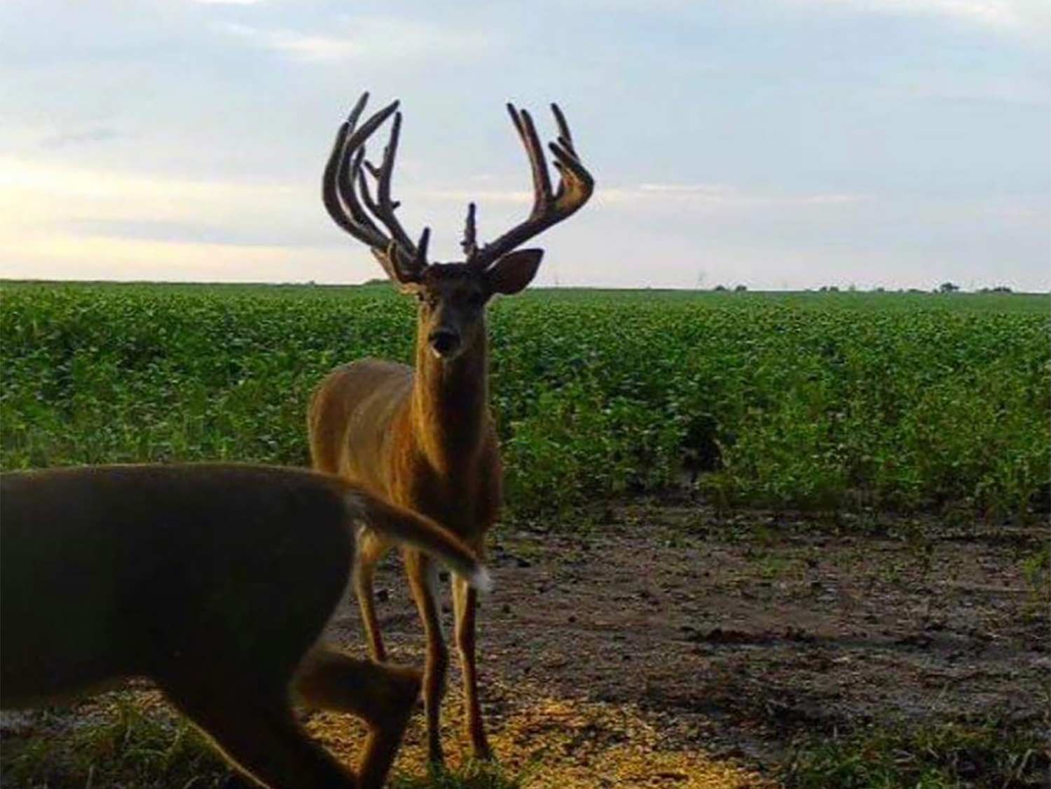 A trail camera photo of a buck in a large open field.