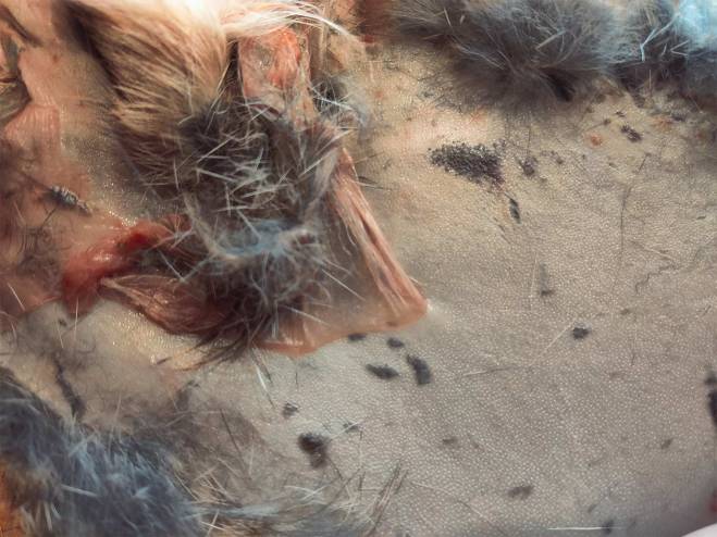 How to Soap-Tan a Rabbit Hide