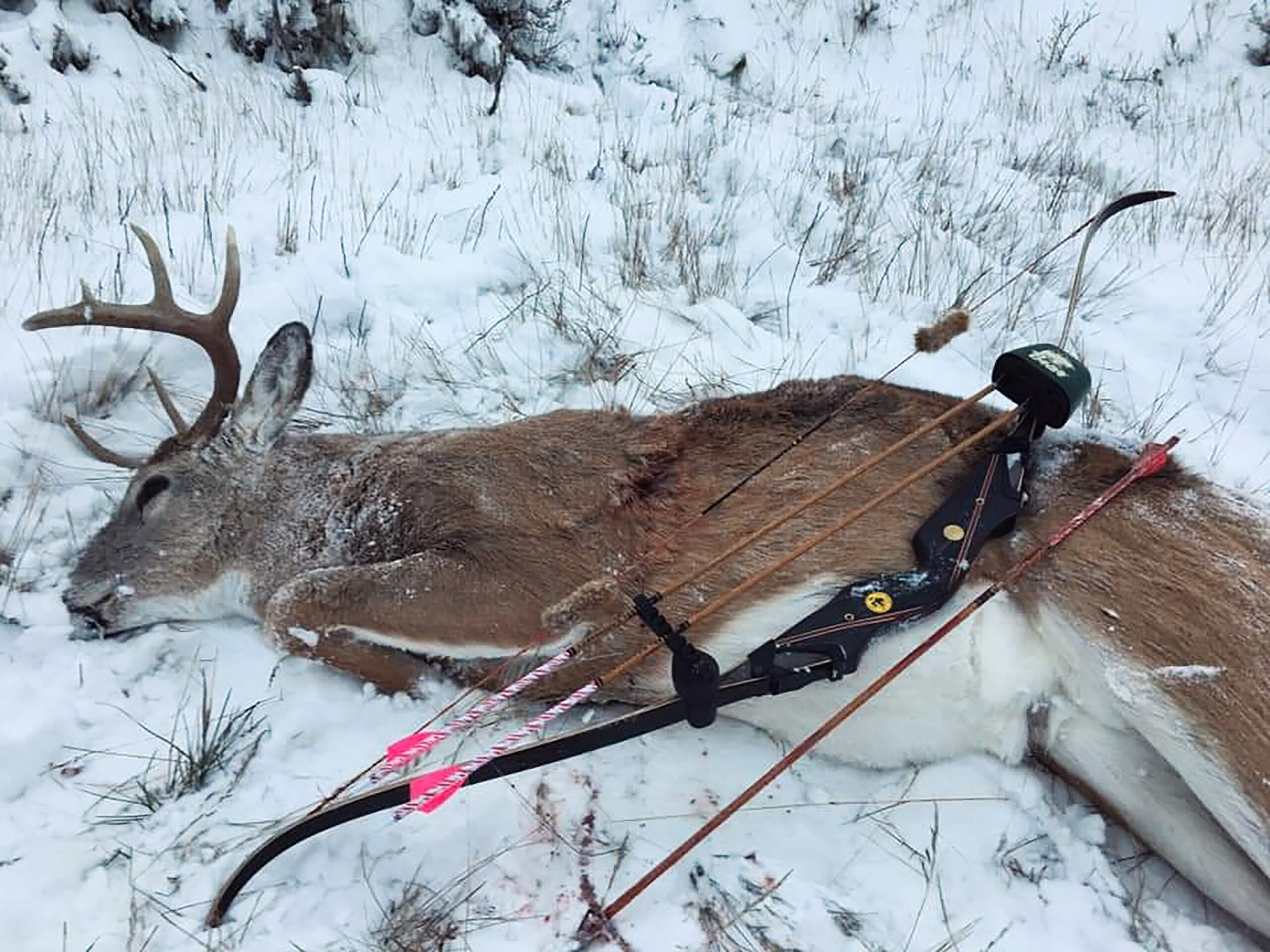 A whitetail buck in the snow with a traditional bow and pink arrows resting on its side.