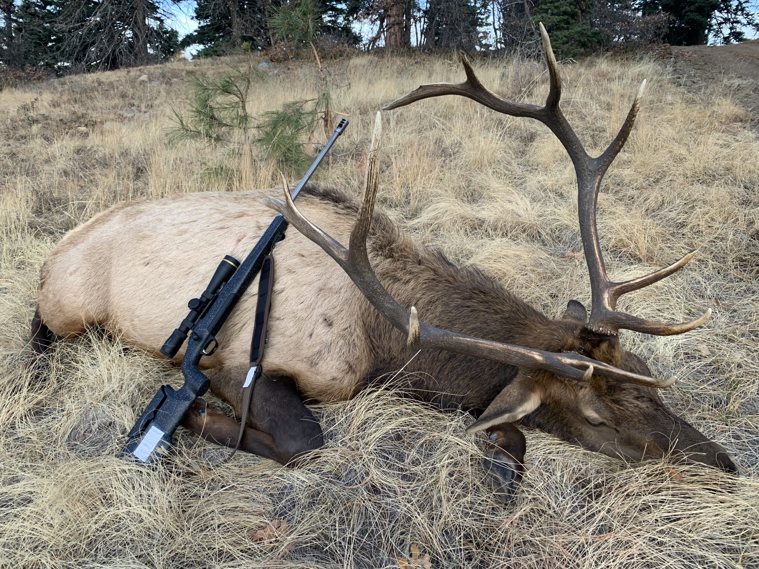 Bull elk and rifle with muzzle brake