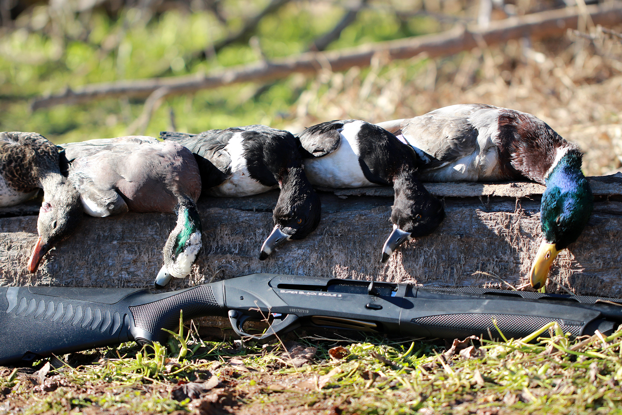Gadwall, wigeon, ring-necked ducks and mallard in Oklahoma.