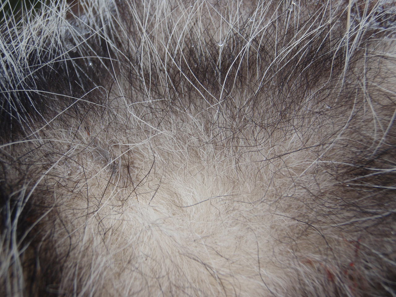 The hairs that grow on animal skins may have some very different names and features.