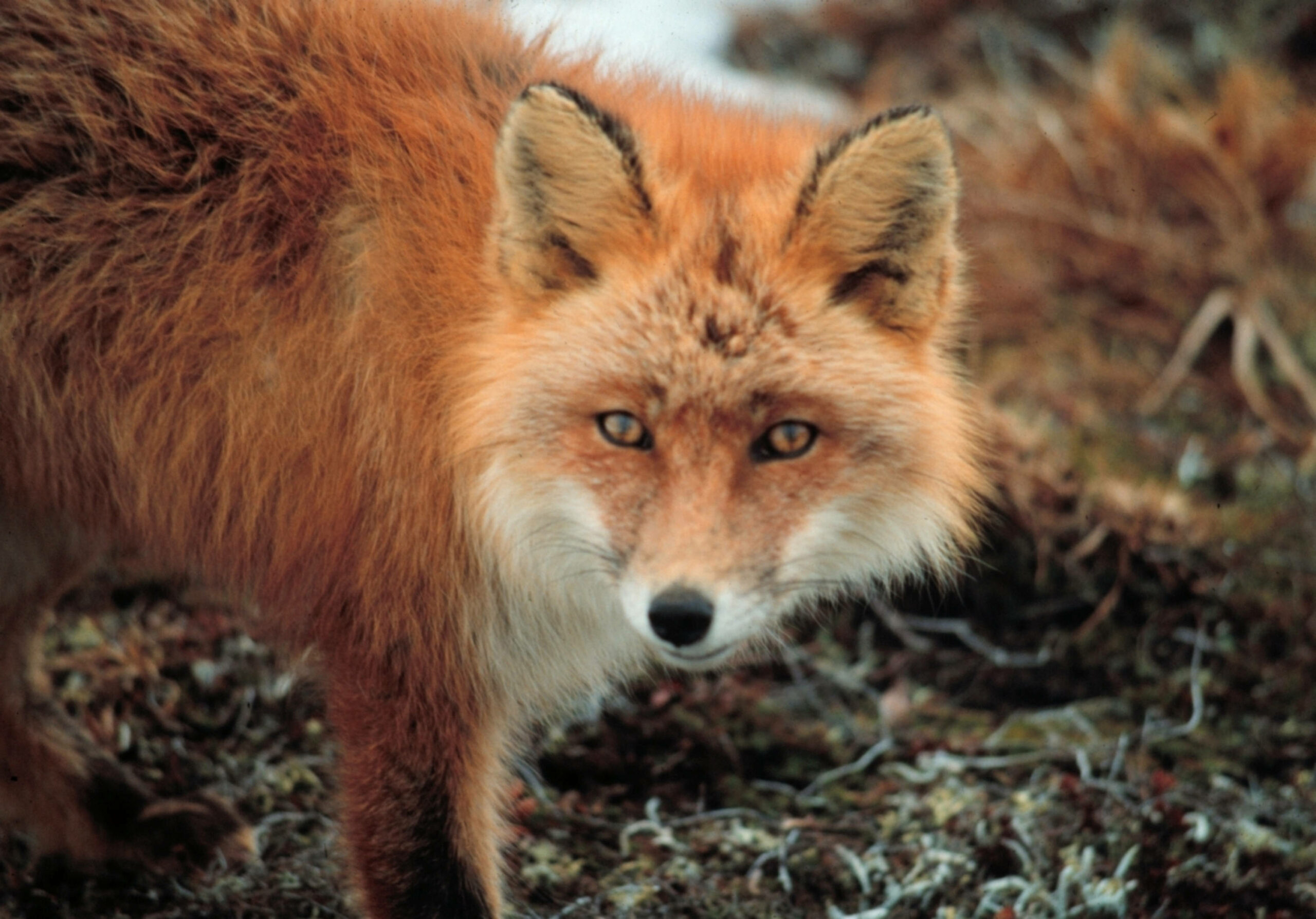 A red fox looks into the camera at Cape Newenham.