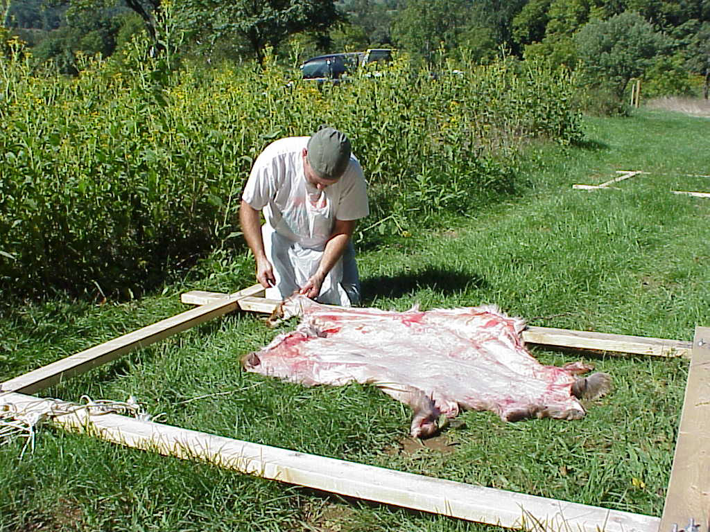 Whether you’re tying a beaver pelt into a sapling hoop or a deer hide into a large wooden frame, “racking out” a hide involves the same process.