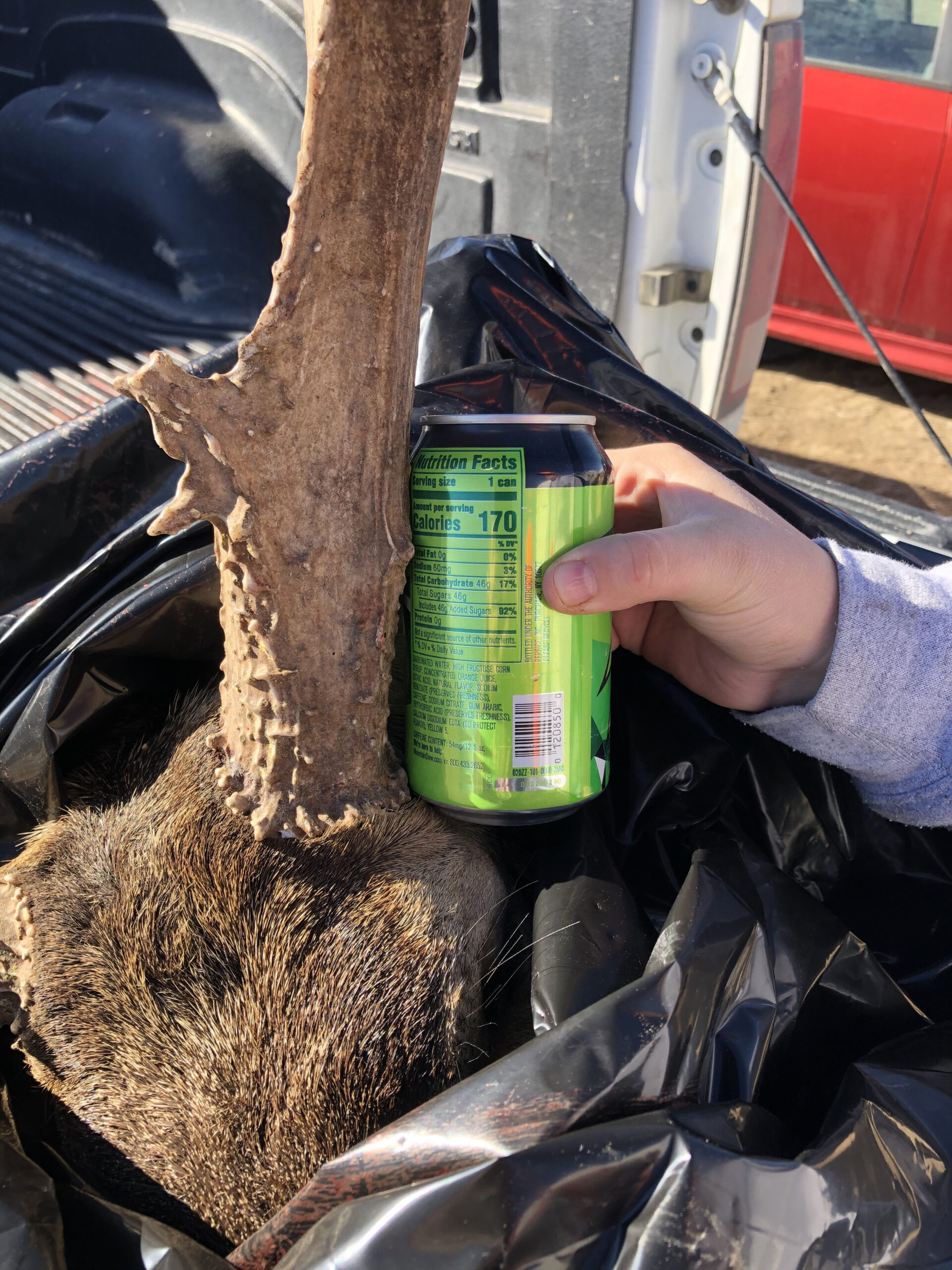The bases of Alyssa's buck were as thick as a soda can.