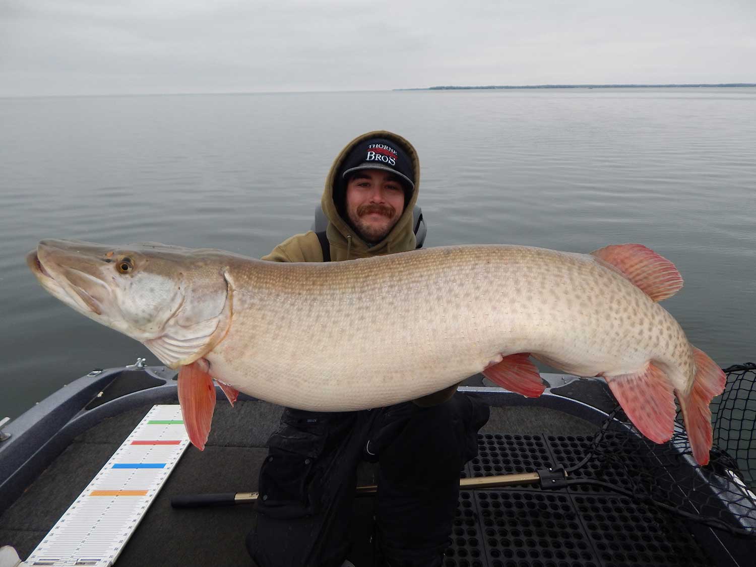 An angler holds up a large muskie fish.