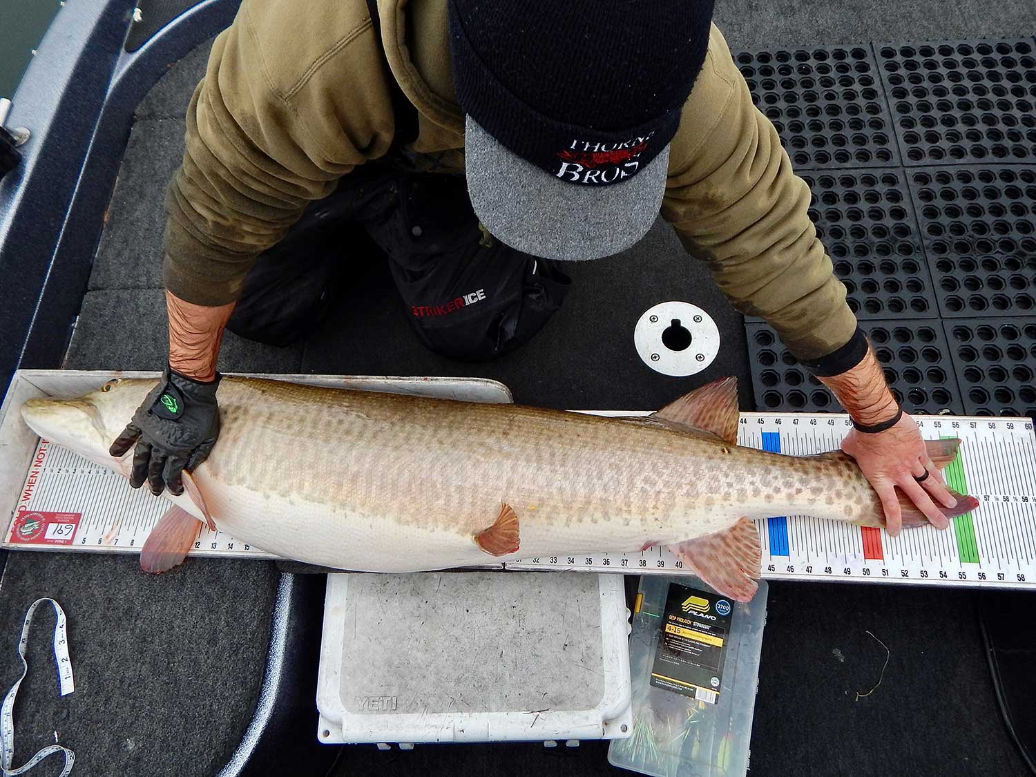 An angler measures the length of a muskie fish.