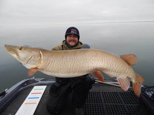 An angler holds up a large muskie fish.