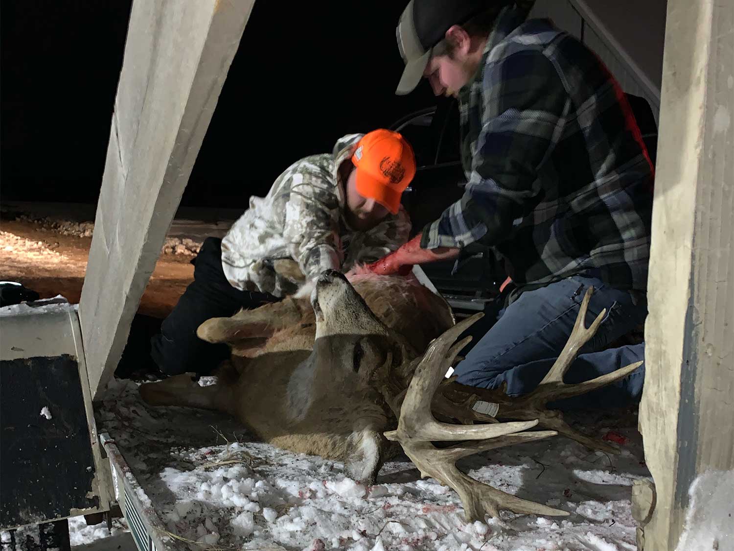 Two hunters butcher an iowa buck.