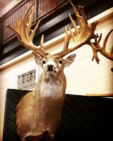A whitetail deer trophy on the wall.