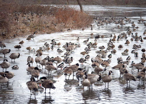 Small creeks and rivers are an ideal spot to target waterfowl.