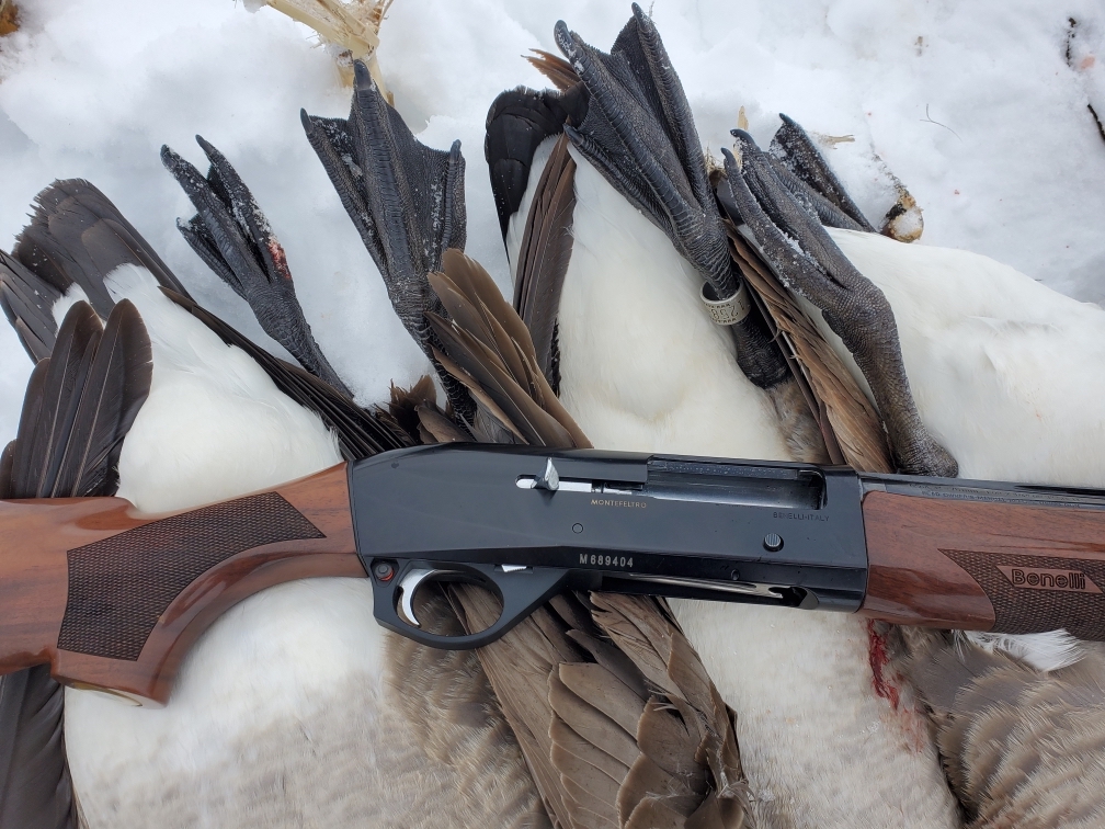 A black and wooden semi-auto Benelli shotgun resting on a pair of Canada geese.