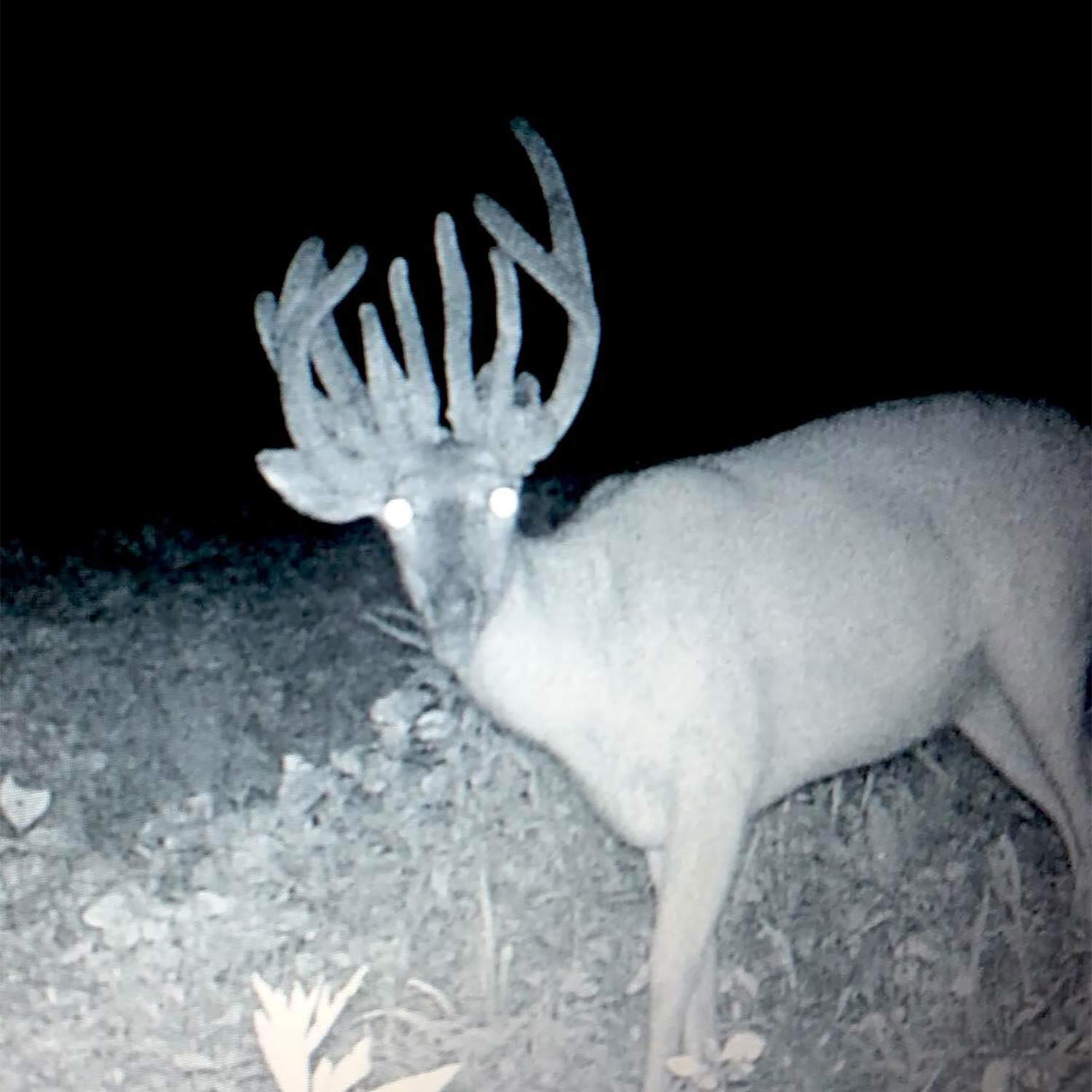 A black and white trail camera of a deer with antlers.