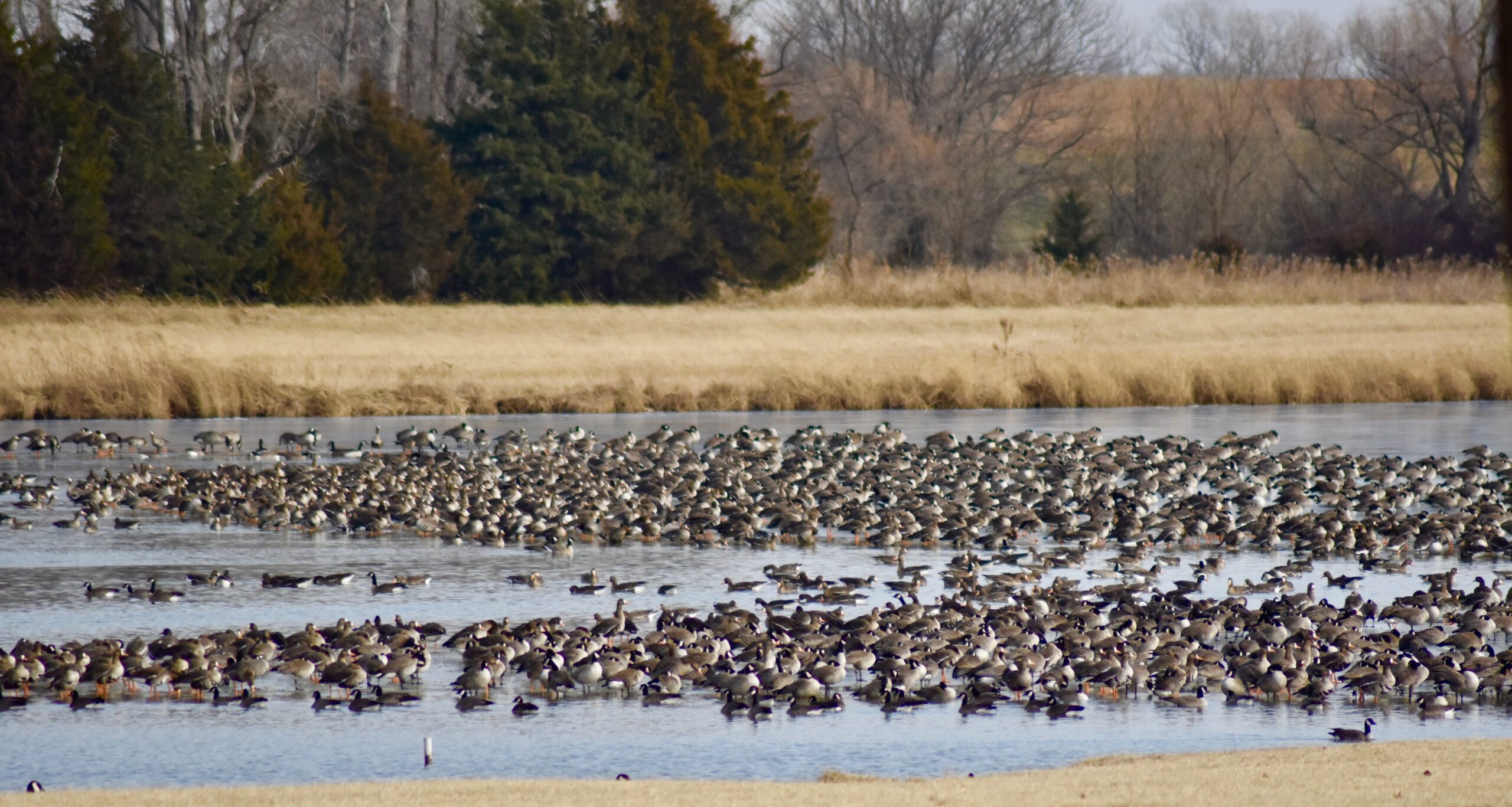 Having open water after a hard freeze will attract geese headed back north.