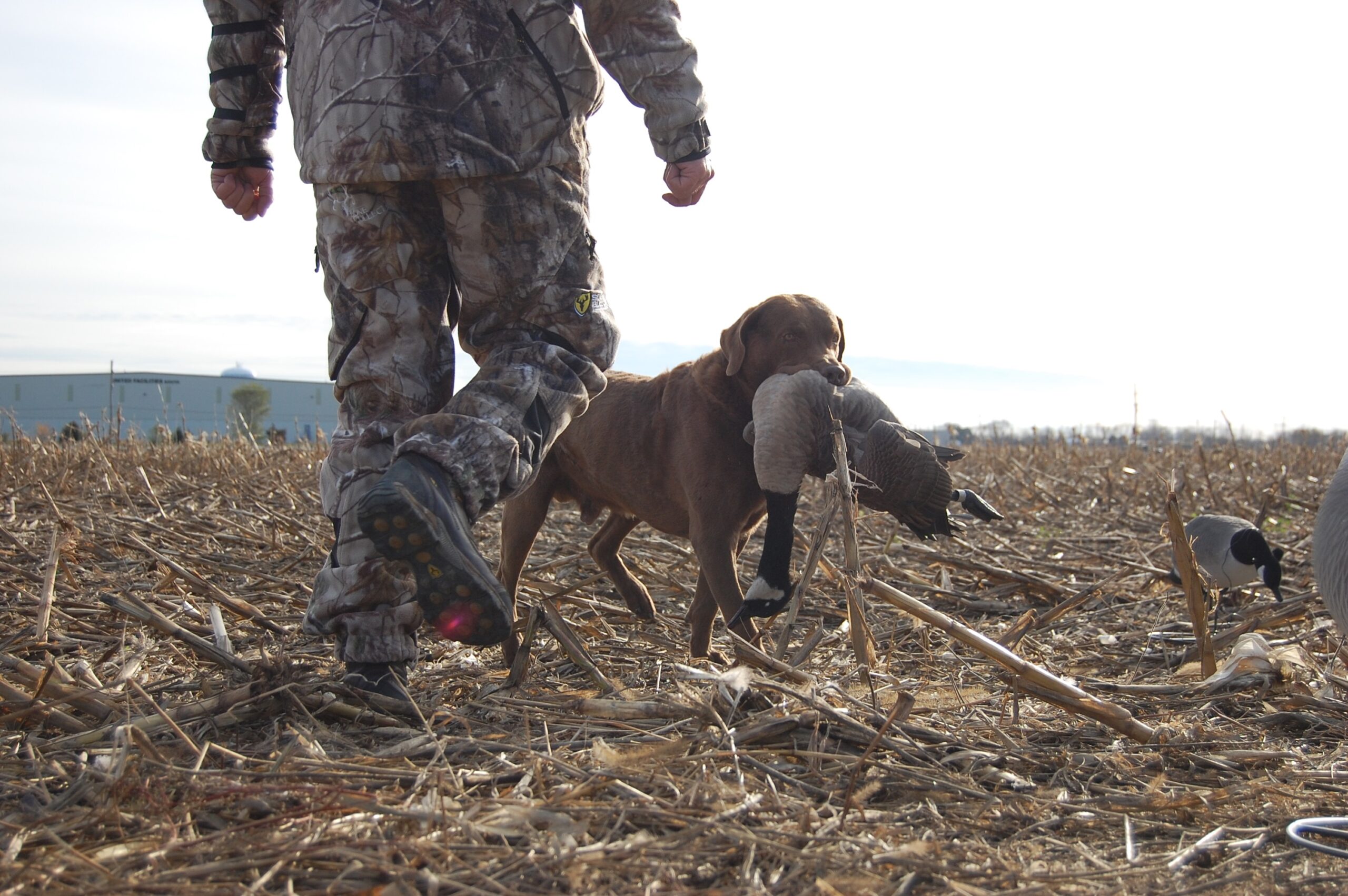 To kill big, late-season honkers, you need a diverse decoy spread.