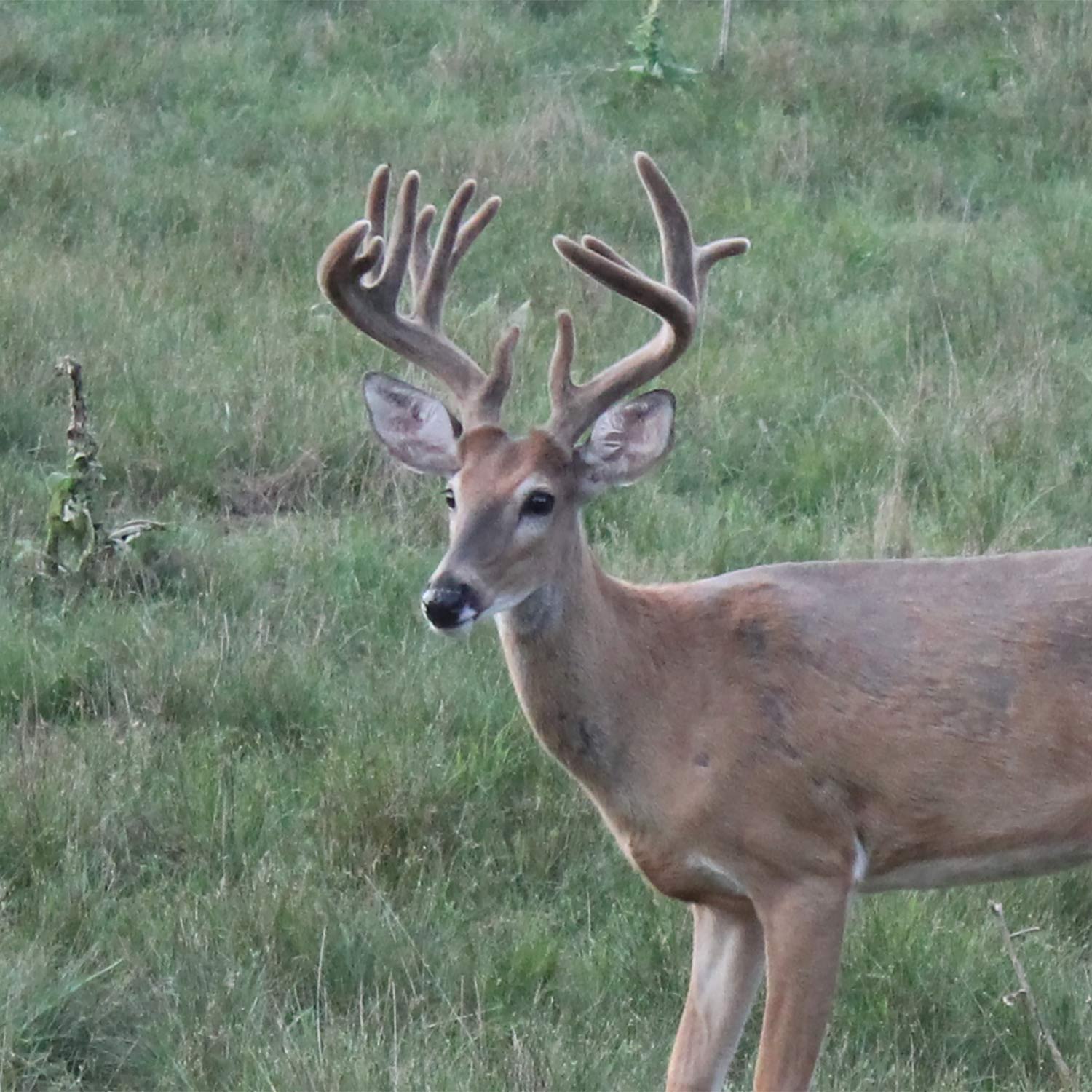 A whitetail doe with antlers in the woods.
