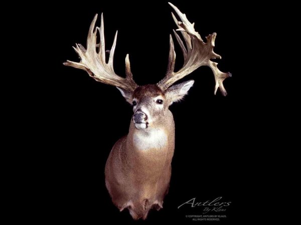 Maine’s Mystery Buck: The Obscure Tale of Maine’s 110-Year-Old, Non-Typical Record Whitetail