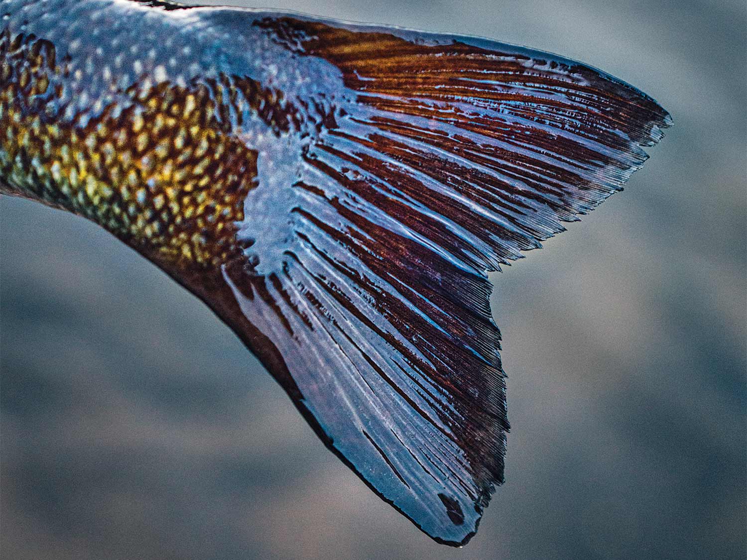The tail of a fish.