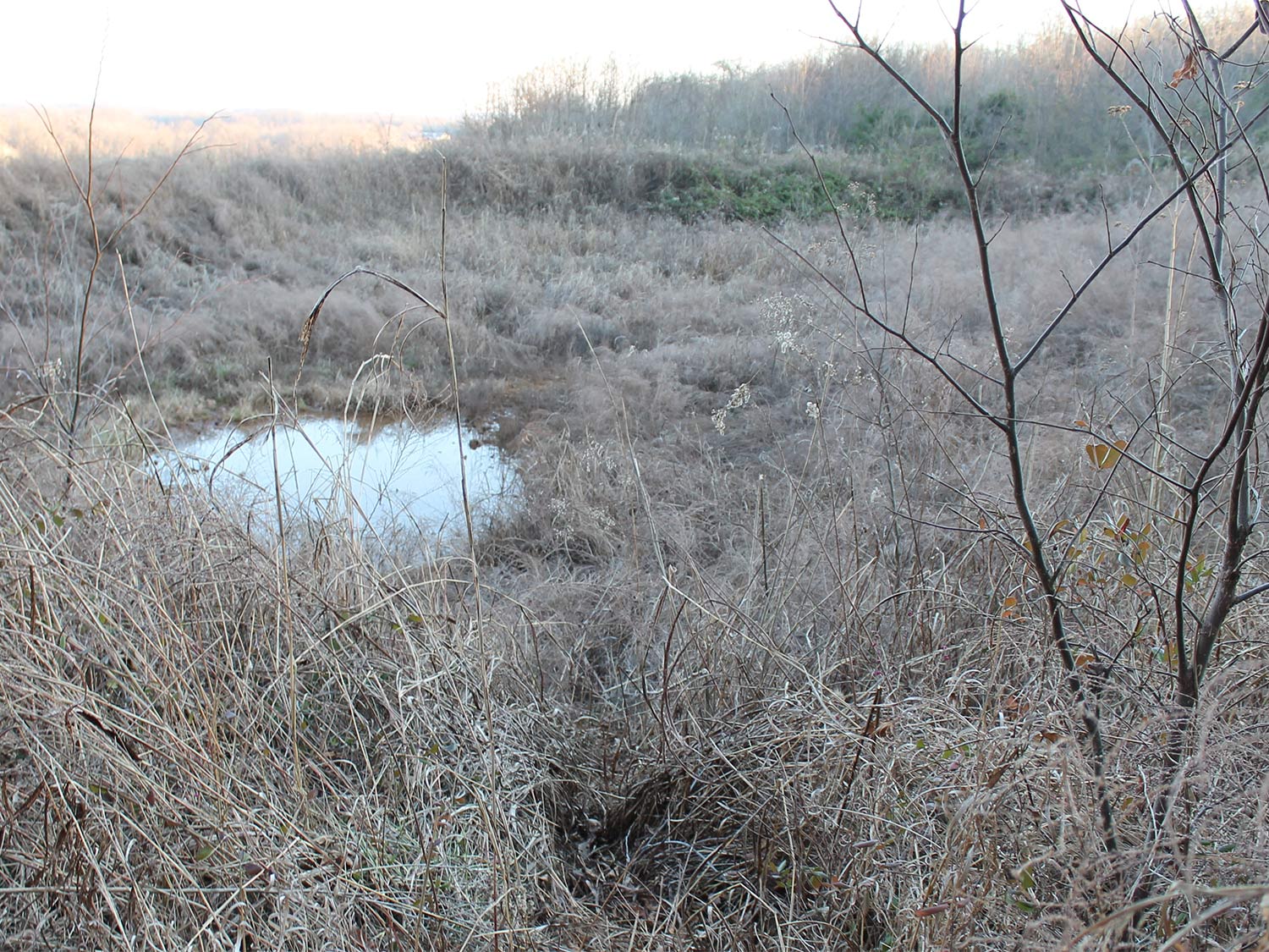 A small pond surrounded by dense brush.