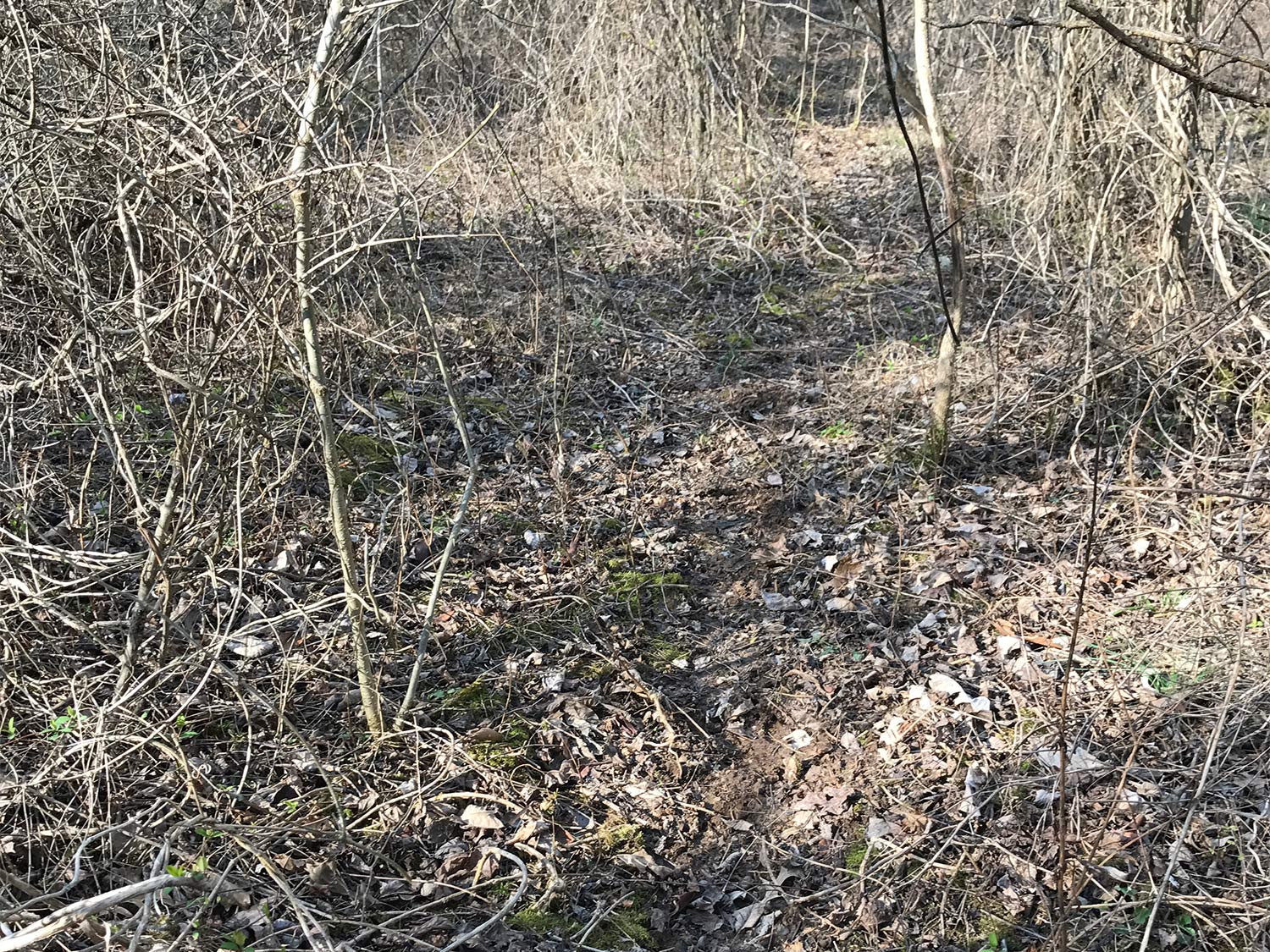 A worn trail through the woods.