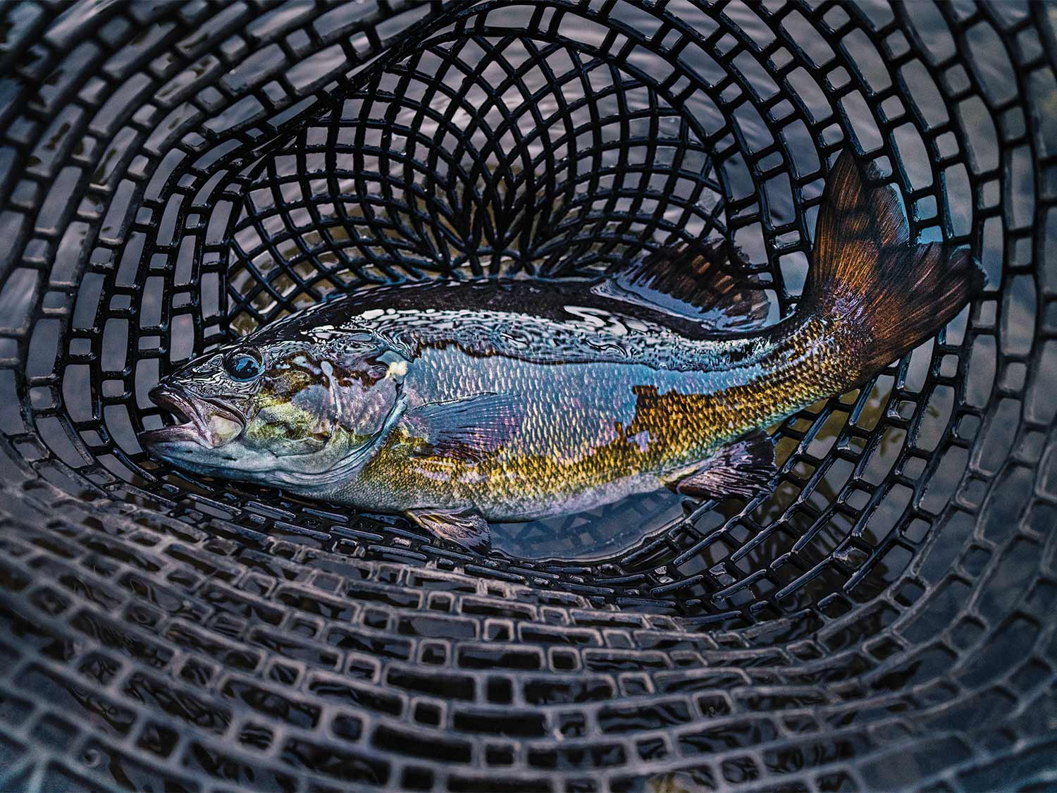 a large fish in a net.