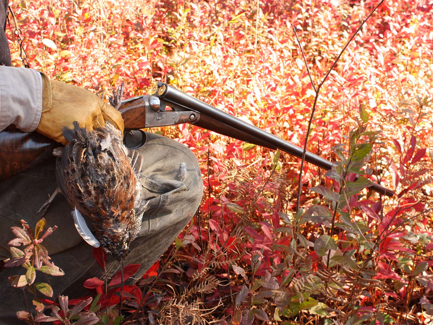 A hand holds a shotgun and a quail.