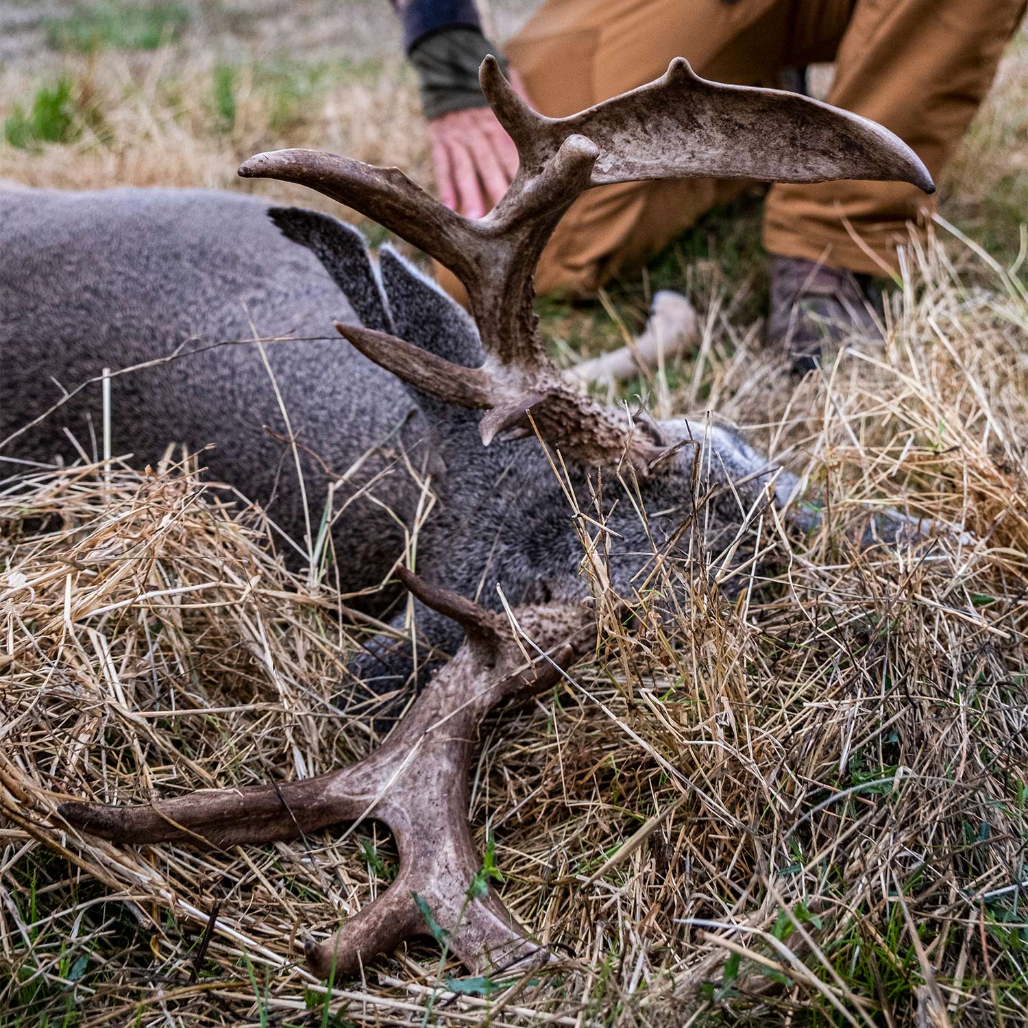 A hunter kneels and inspects the antlers of a whitetailed buck.