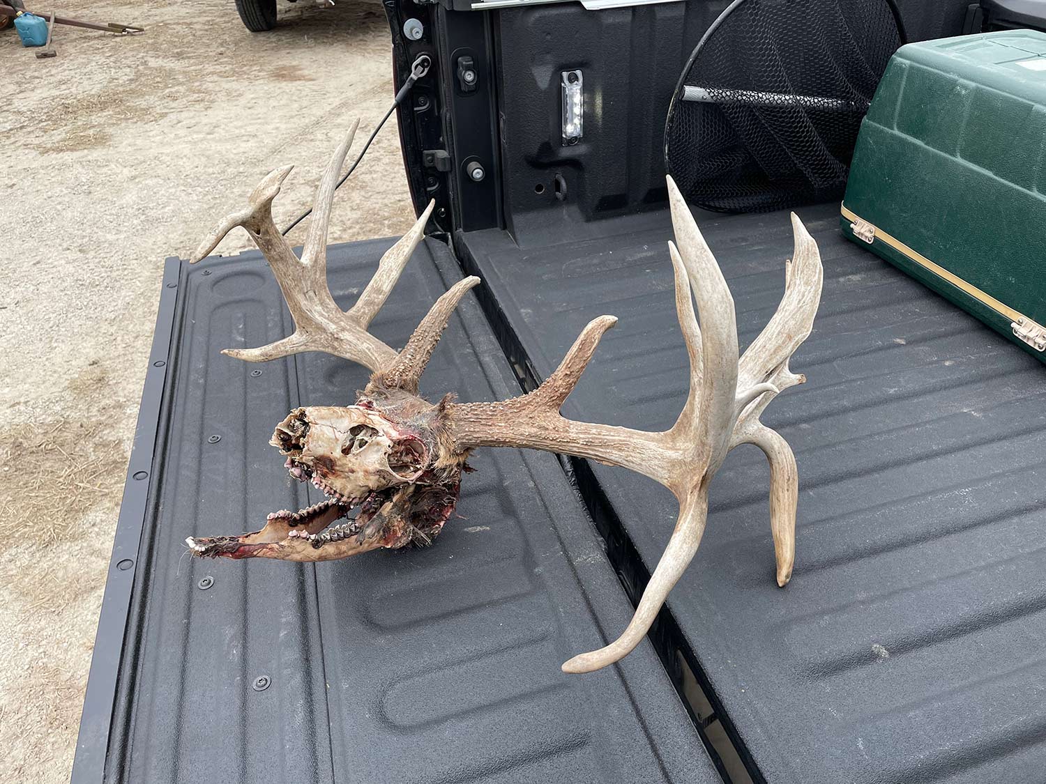 A deer skull and antlers on a trail bed.