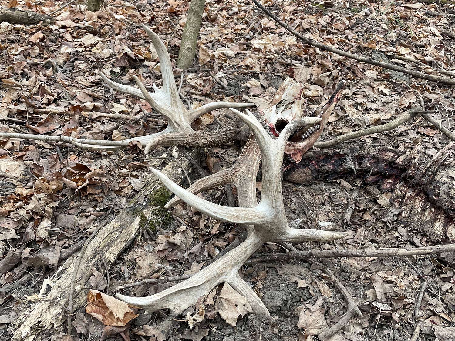 A pair of deer antlers on the ground.