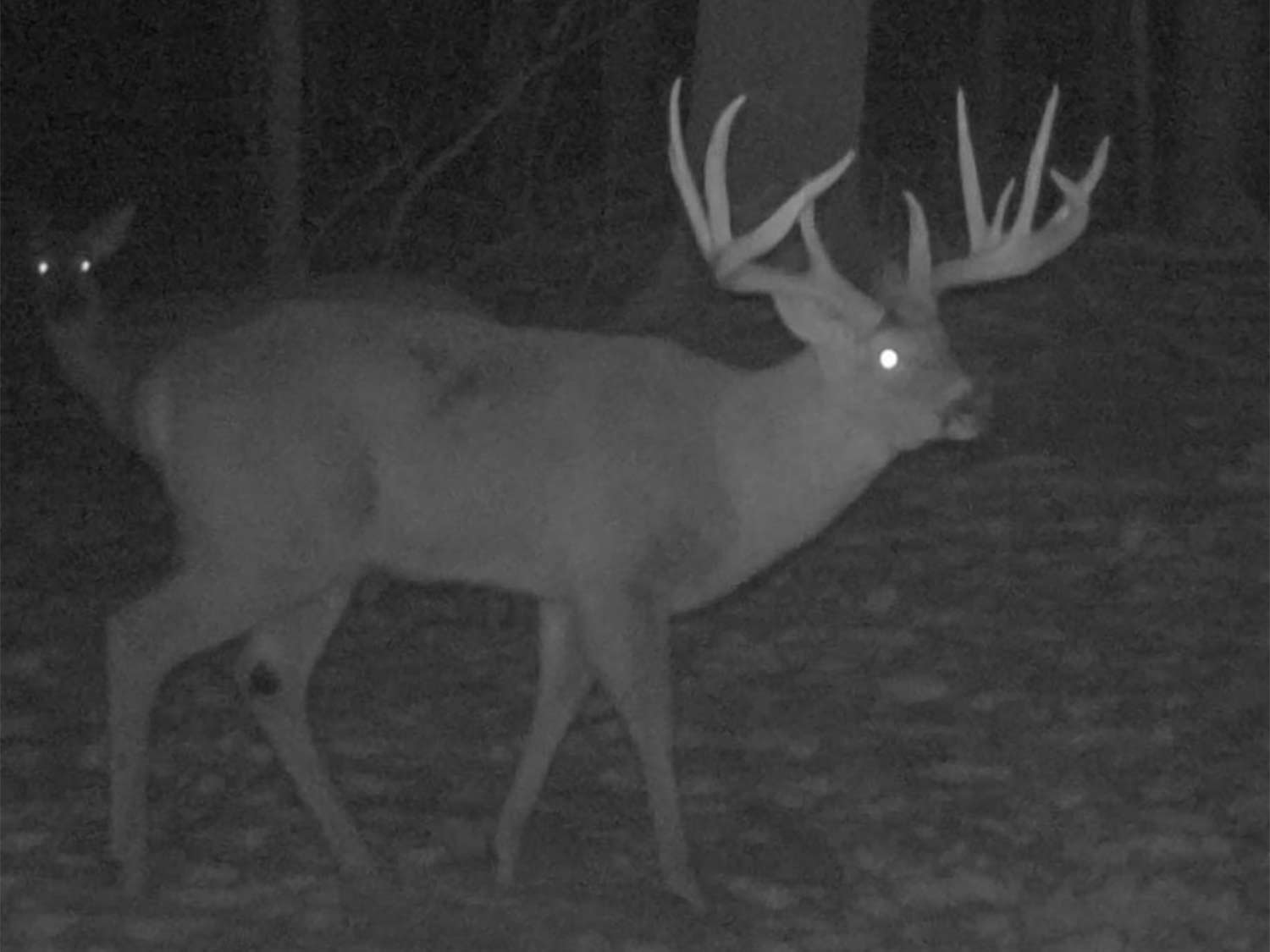 A black and white trail camera image of a deer.