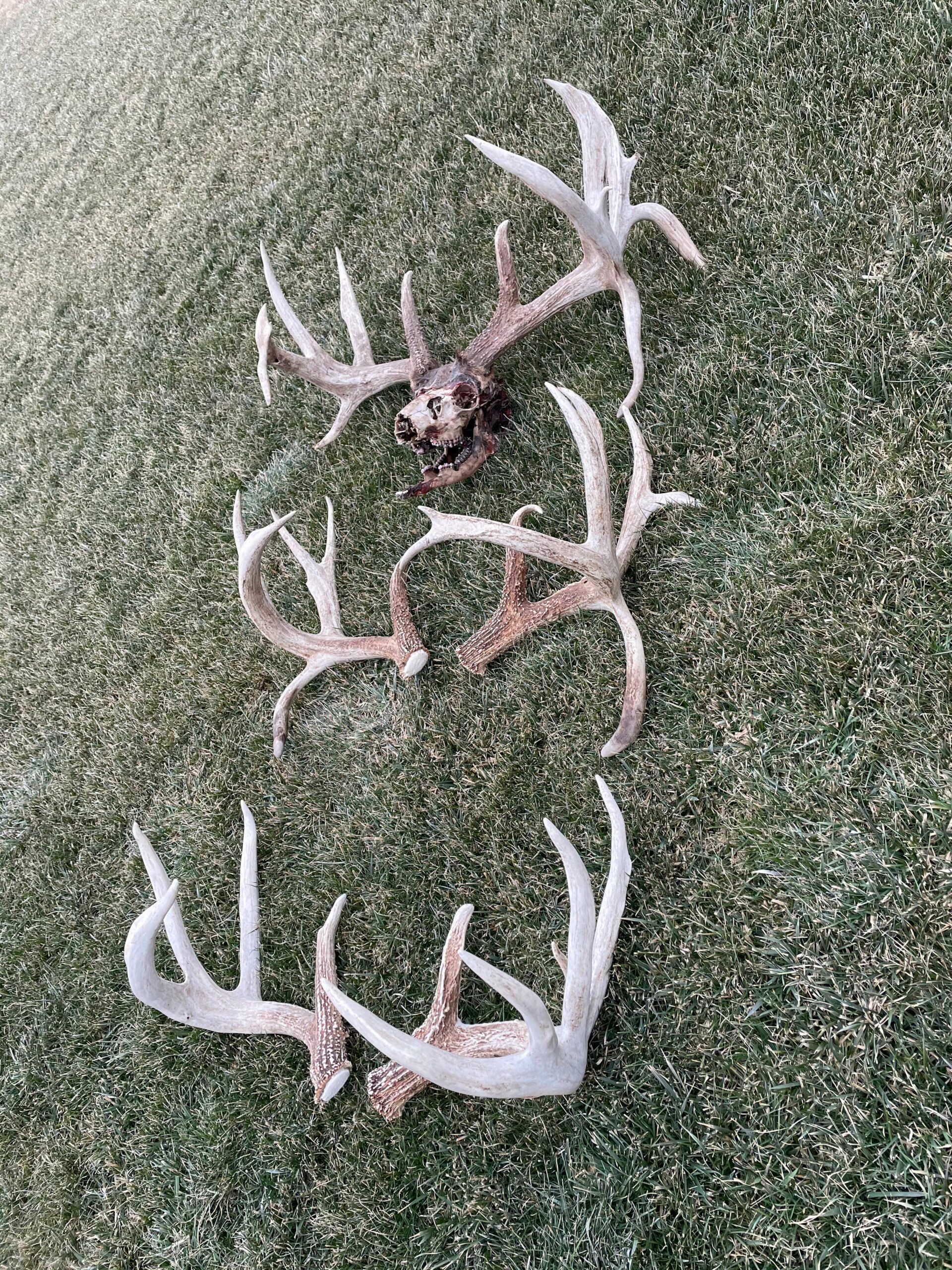 Pairs of shed antlers on the ground.