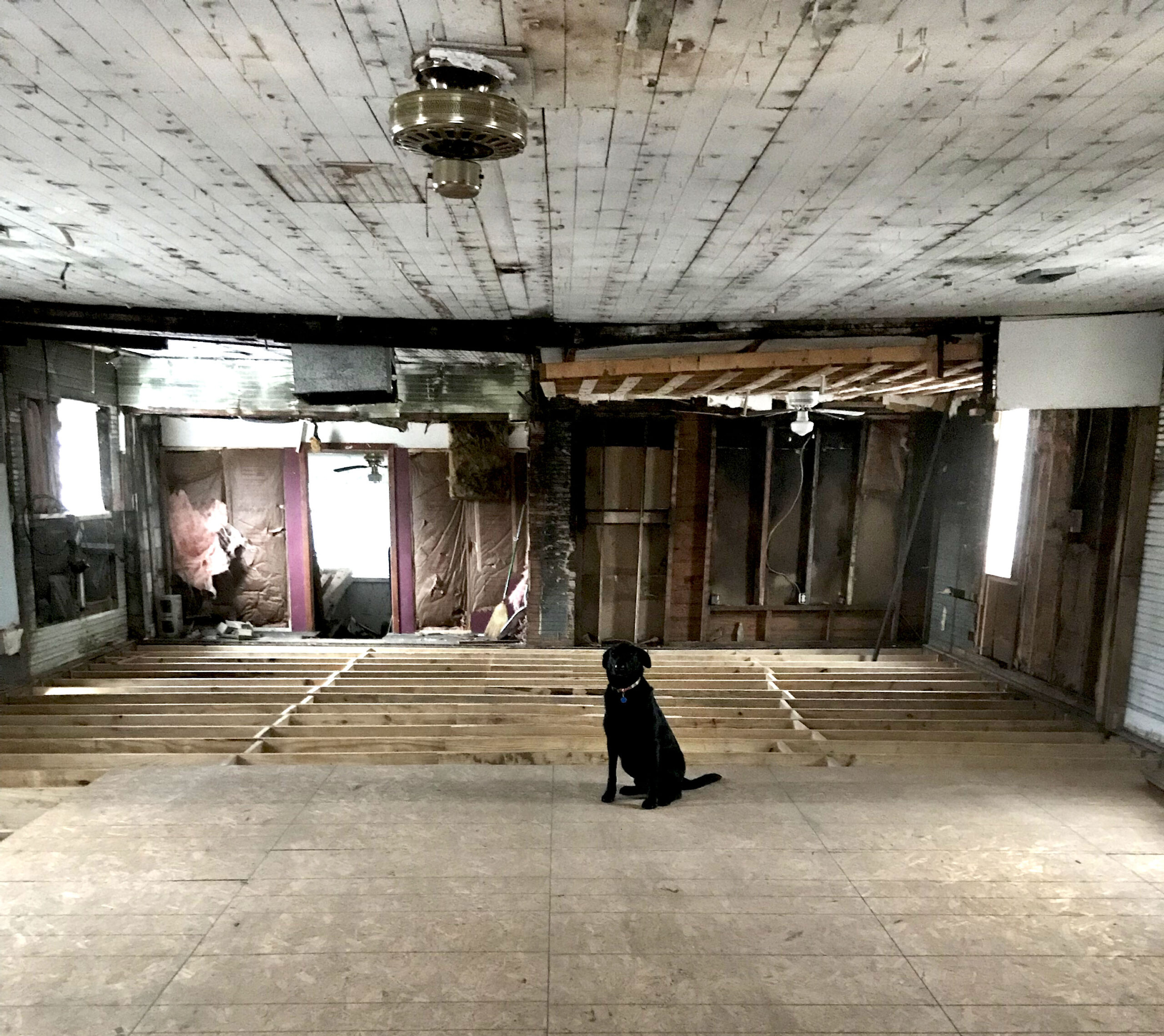 A black Lab in an old renovated duck hunting lodge.
