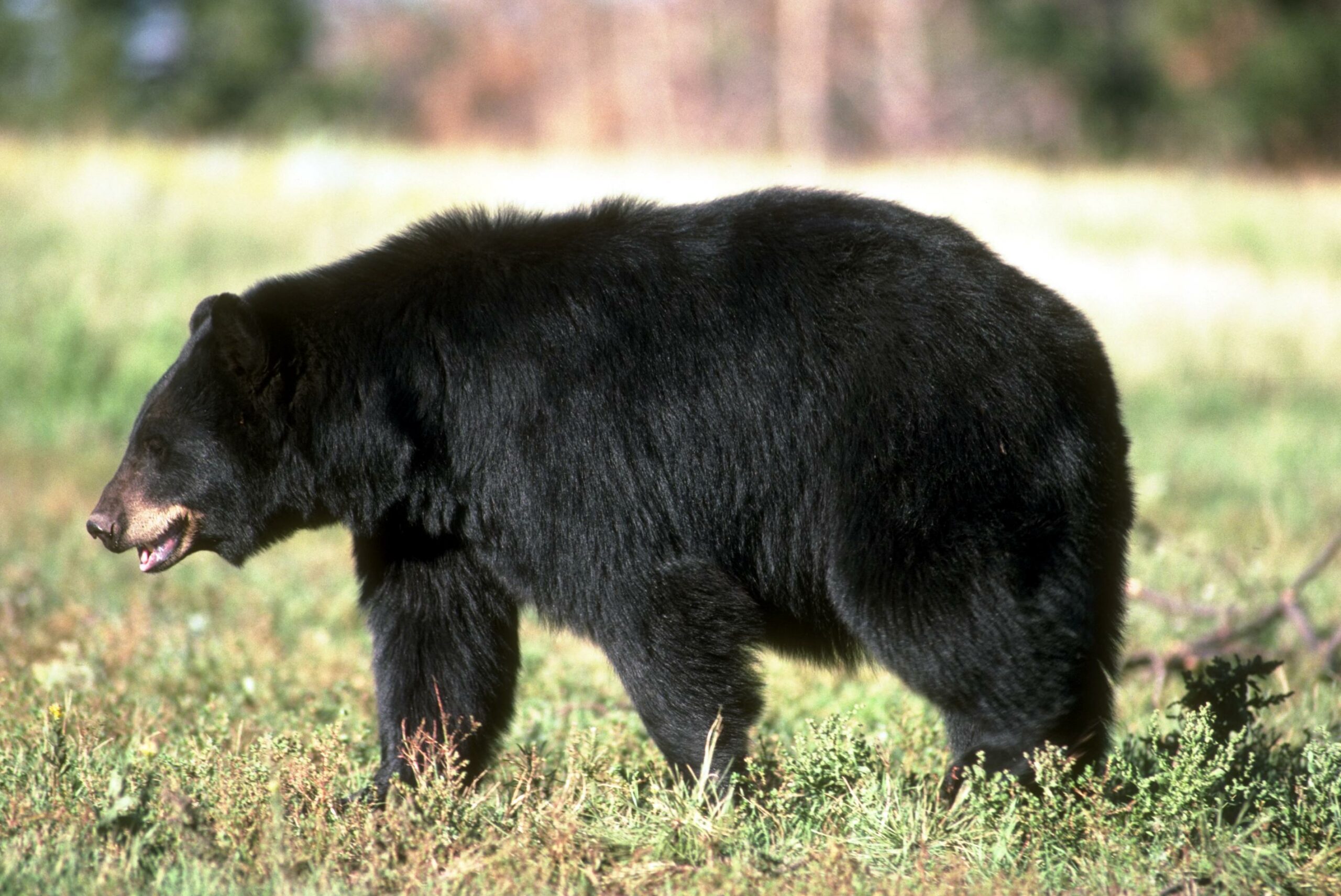 A black bear walks across a meadow in California, where a bear hunting ban has been proposed.
