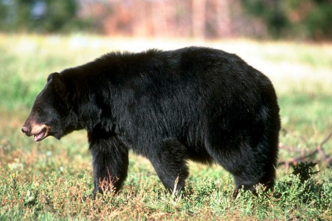 The Proposed Bear Hunting Ban in California Is a Threat to All Hunters