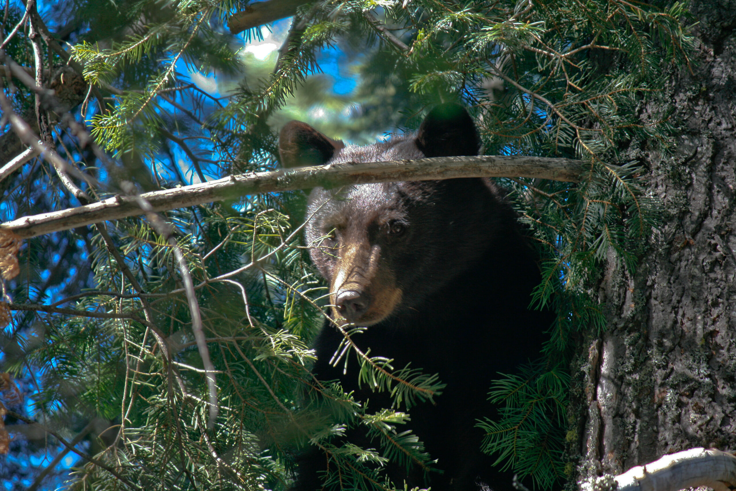 A California black bear in a tree, an uncommon sight since bear hunting with hounds was banned.