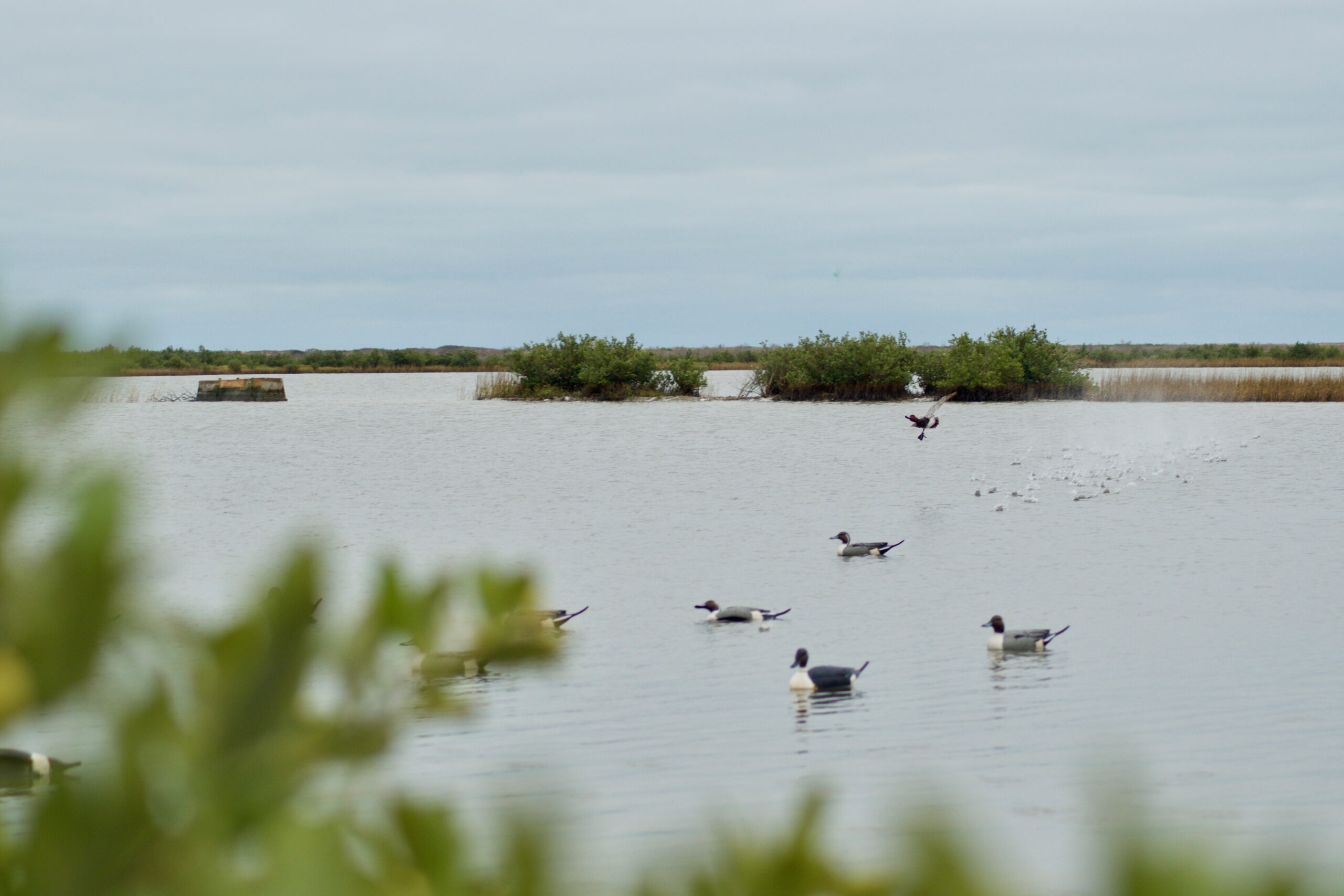 Hunting redheads on the Texas coast is a long-standing tradition.