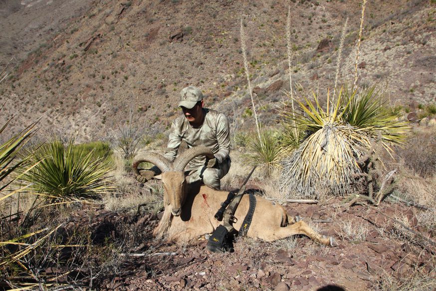 Aoudad hunting continues to grow in West Texas.