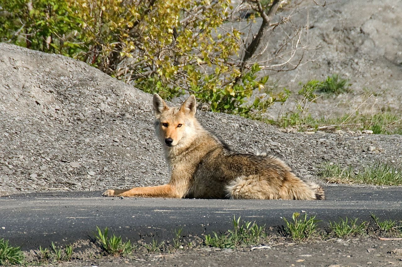 An urban coyote curled up on the asphalt in Chicago.
