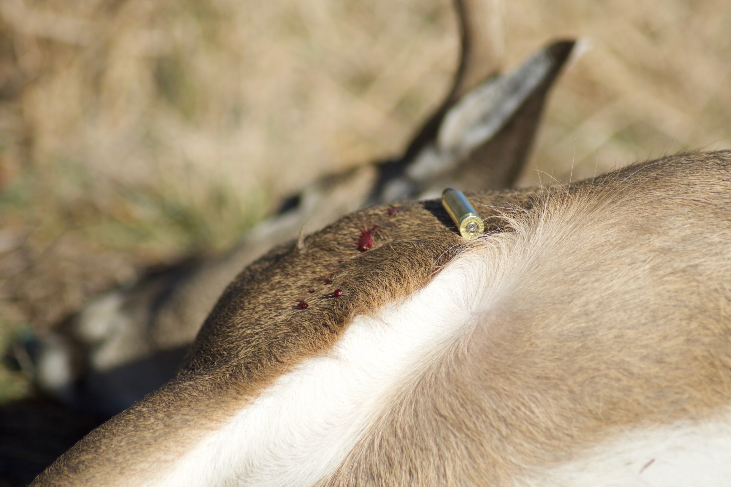 Deer hunting reigns supreme in the Panhandle.