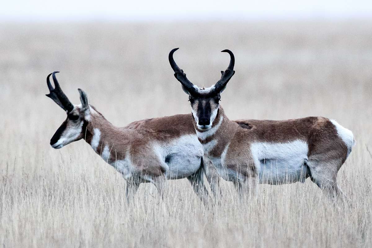 Two pronghorn bucks on the grasslands at Rita Blanca.
