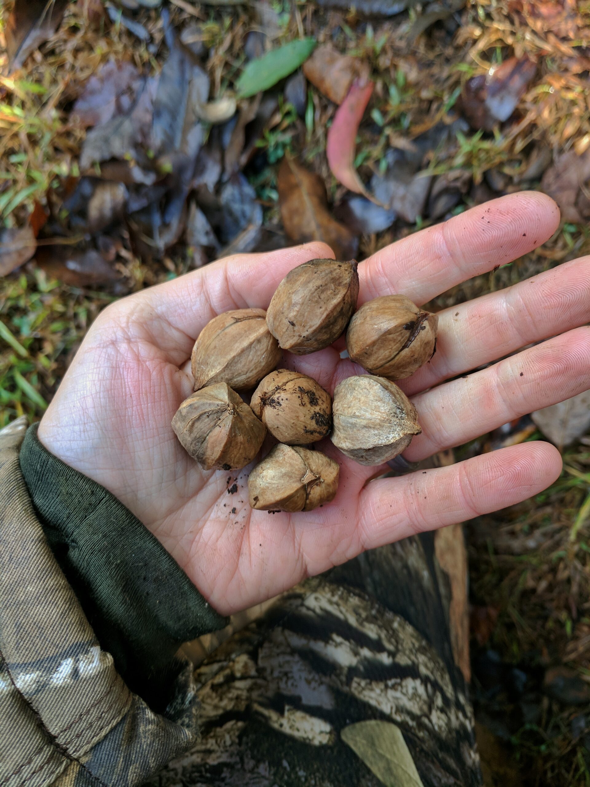 A hunter holds a handful of hickory nuts, a major food source for squirrels.