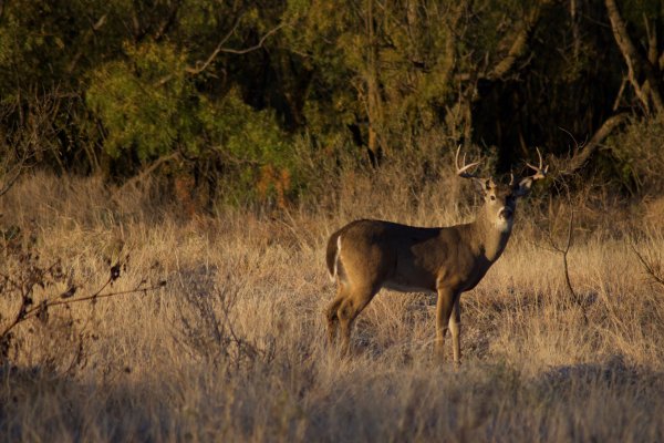There’s More to Texas Hunting Than Expensive, High-Fence Ranches. Here’s Why a Texas Hunt Should Be on Your Bucket List