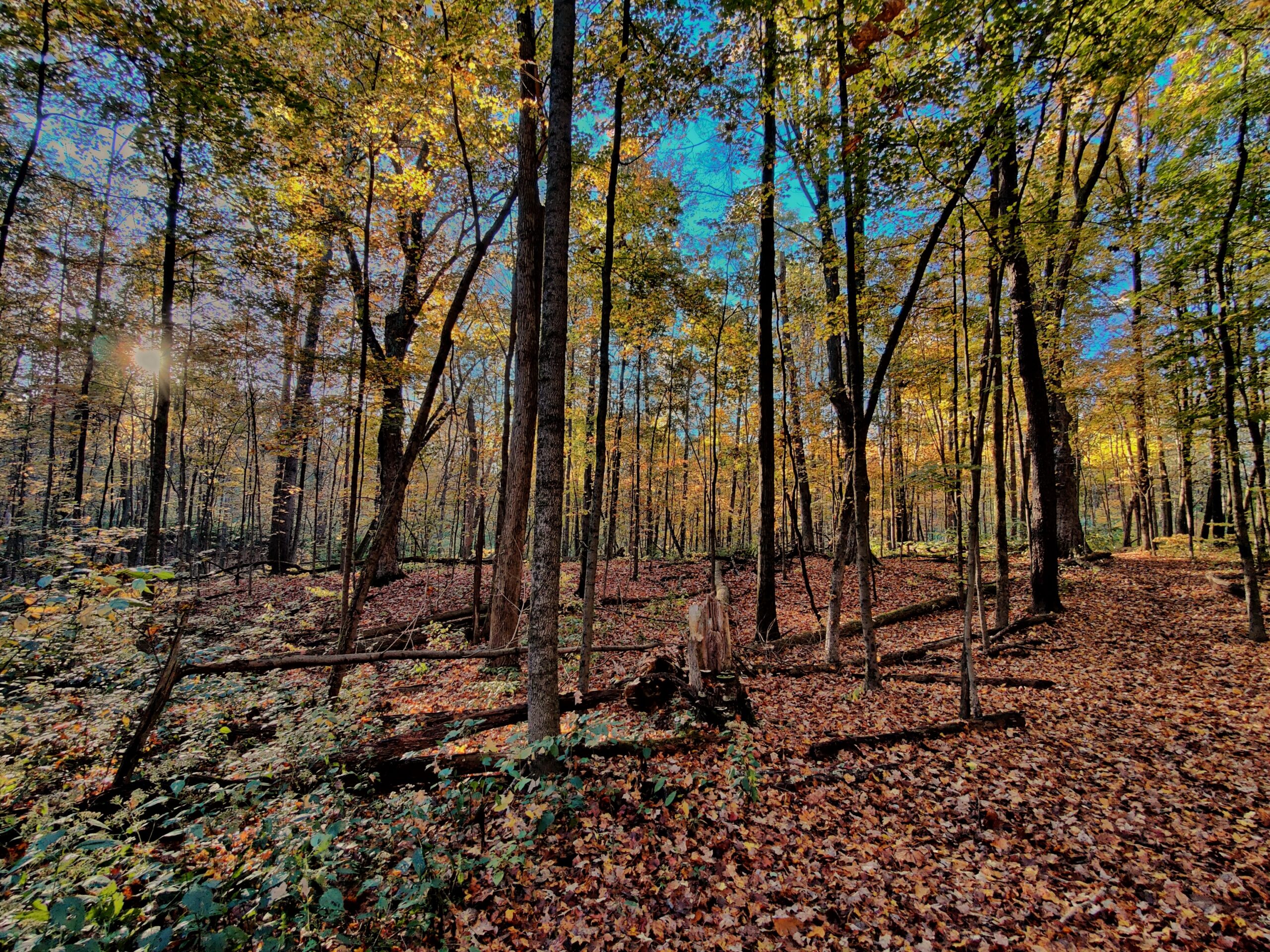 A pretty fall day in the squirrel woods.